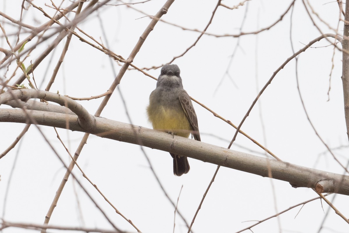 Cassin's Kingbird - ML315574151