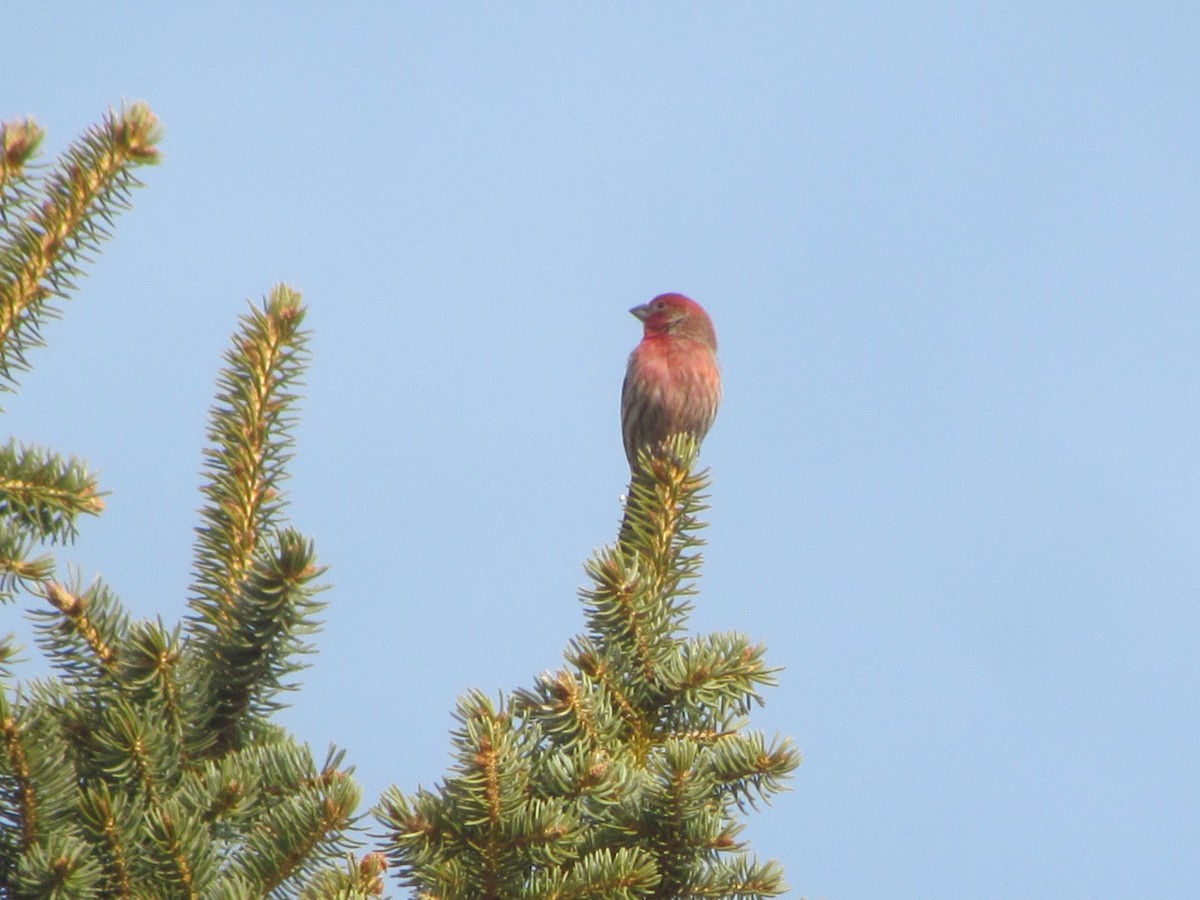 House Finch - Tanja Britton