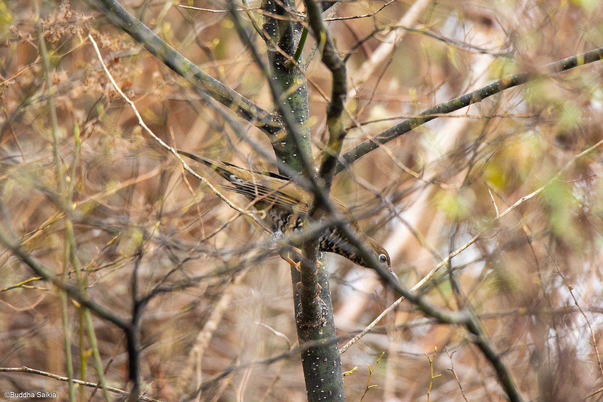 Alpine Thrush - ML315574421