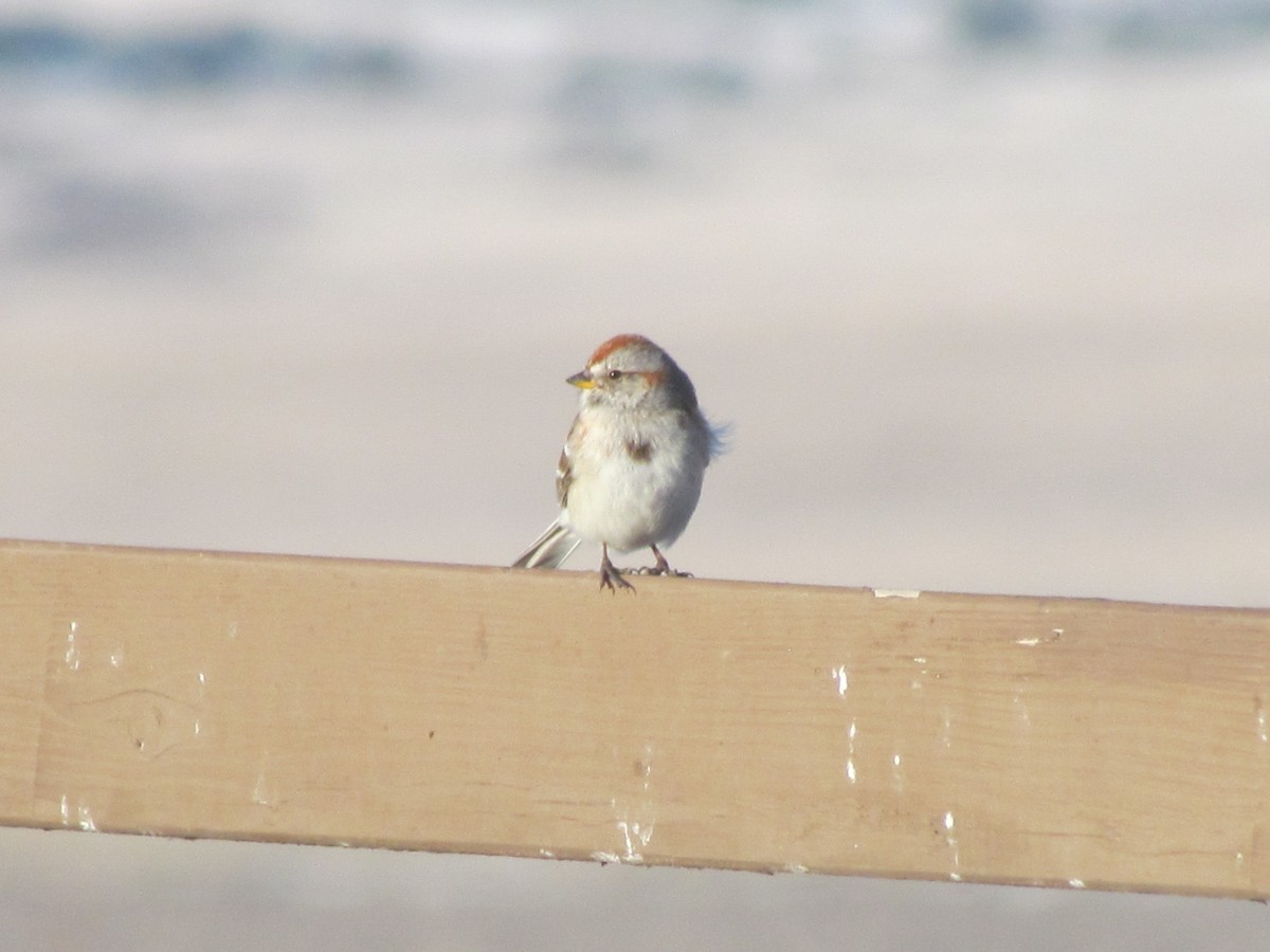 American Tree Sparrow - ML315575361