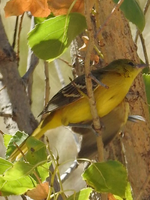 Bullock's Oriole - ML31557541