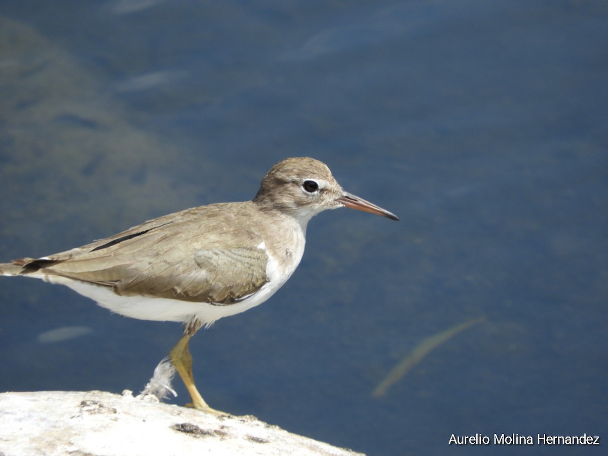 Spotted Sandpiper - ML315575541