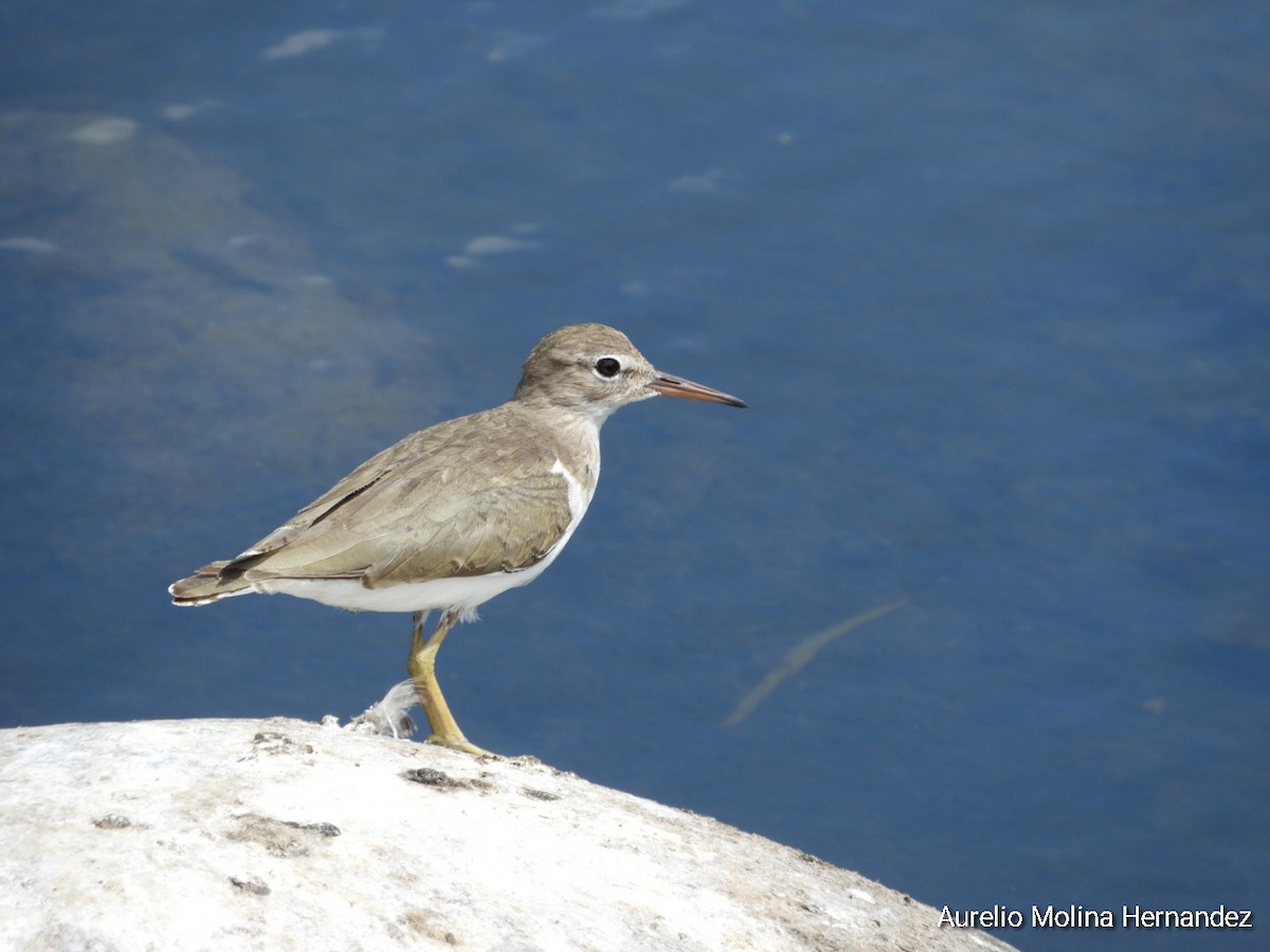 Spotted Sandpiper - ML315575551