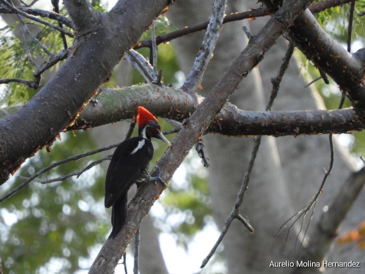 Lineated Woodpecker - ML315576101