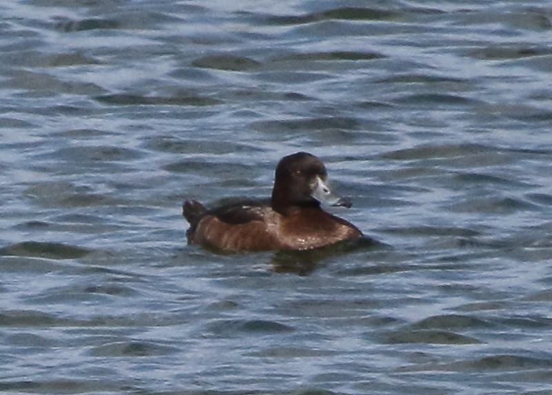 Tufted Duck - ML315578851