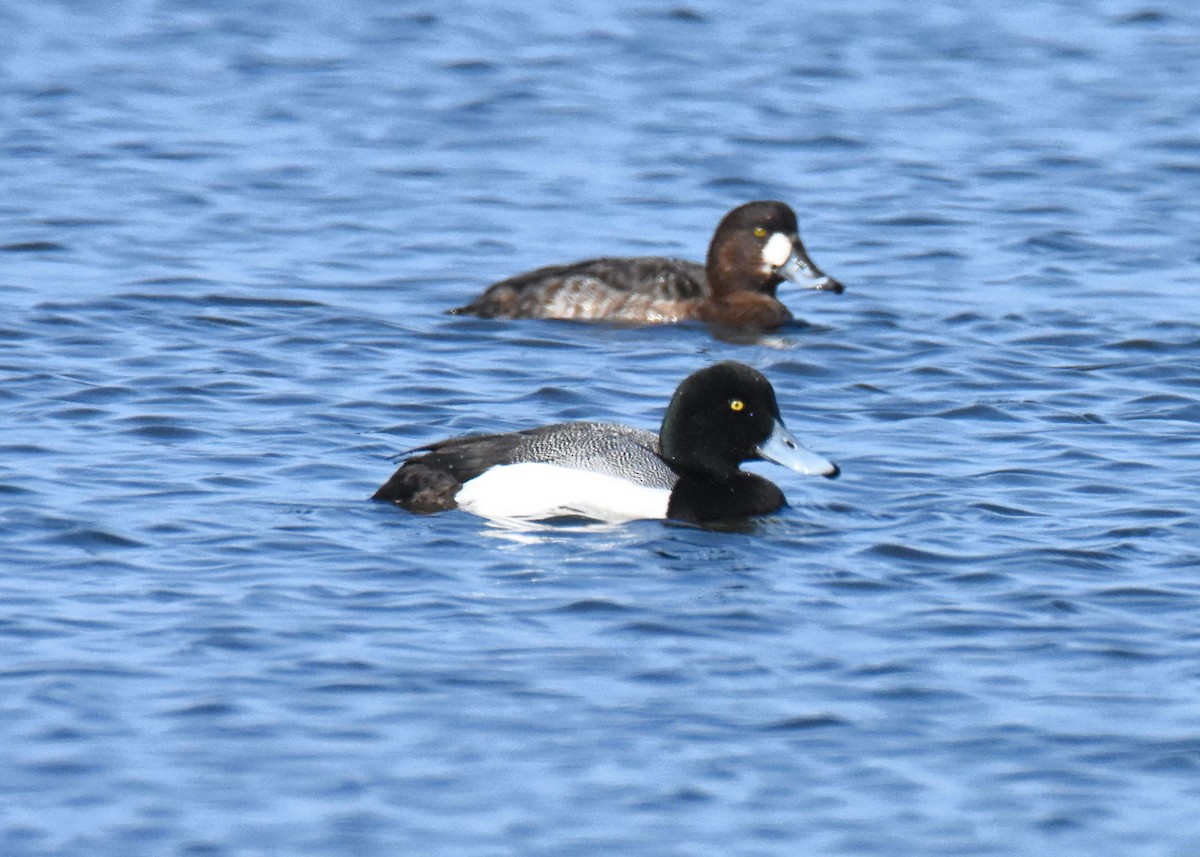 Greater Scaup - ML315579121