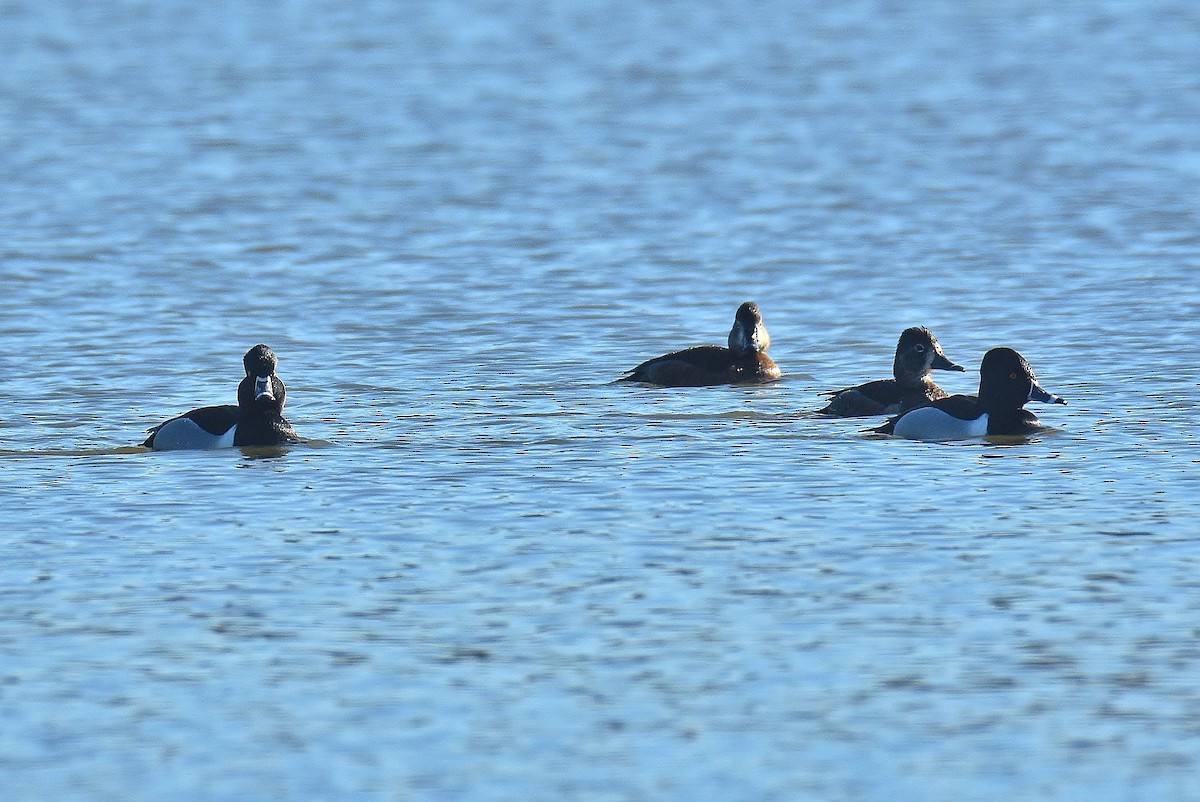 Ring-necked Duck - ML315579271