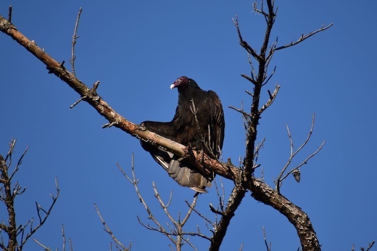 Urubu à tête rouge - ML315579821