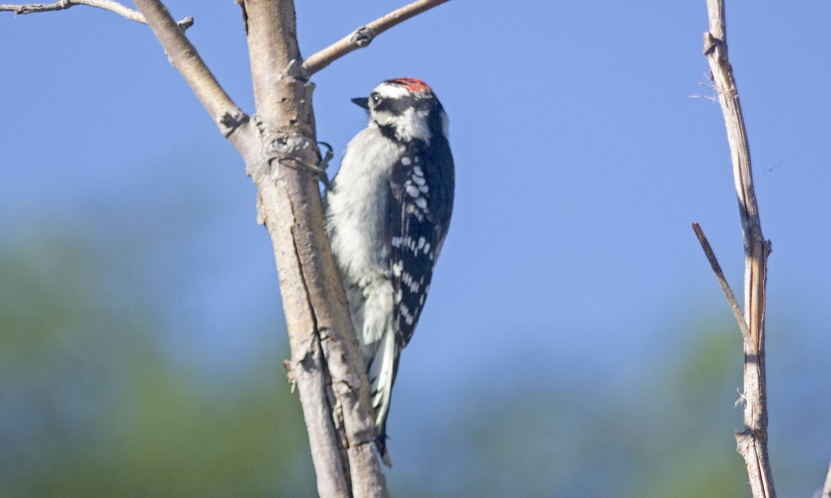 Downy Woodpecker - ML31558001