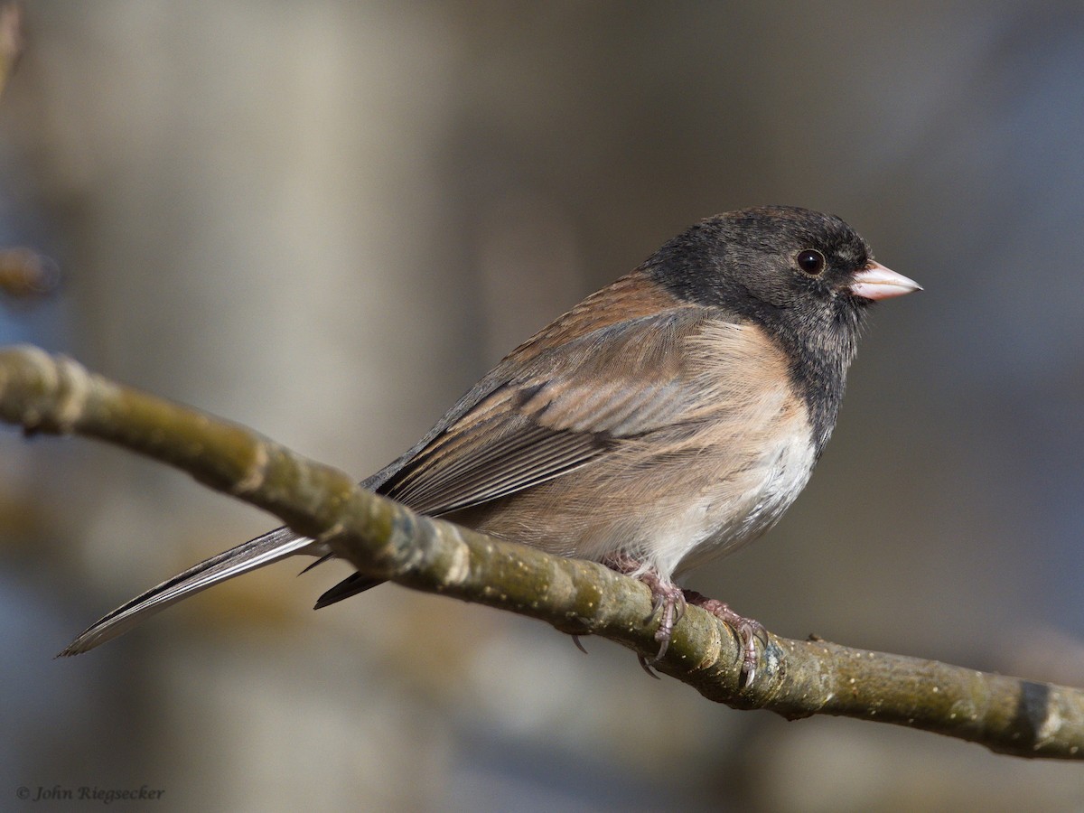Dark-eyed Junco - ML315580881