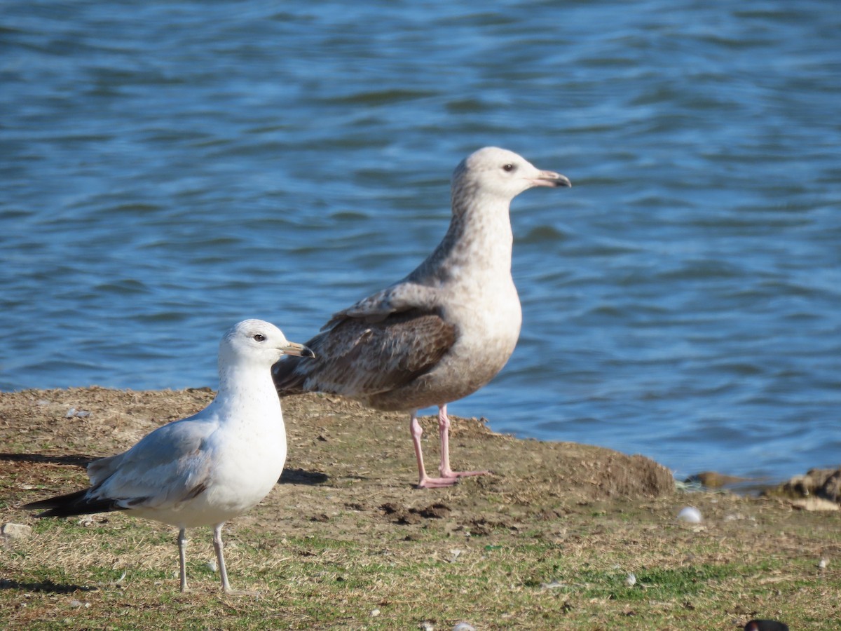 Herring Gull - ML315581901