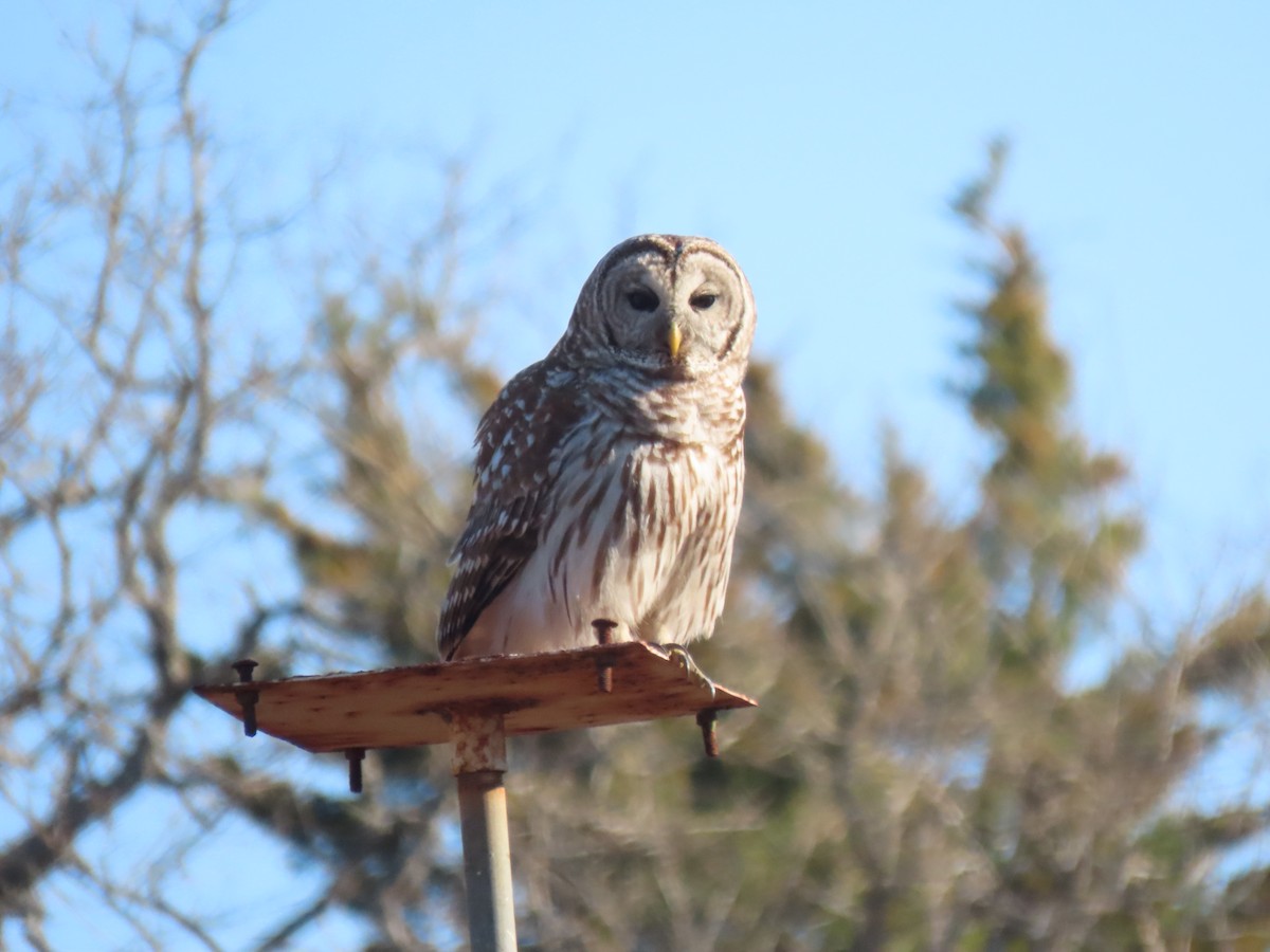 アメリカフクロウ - ML315582151