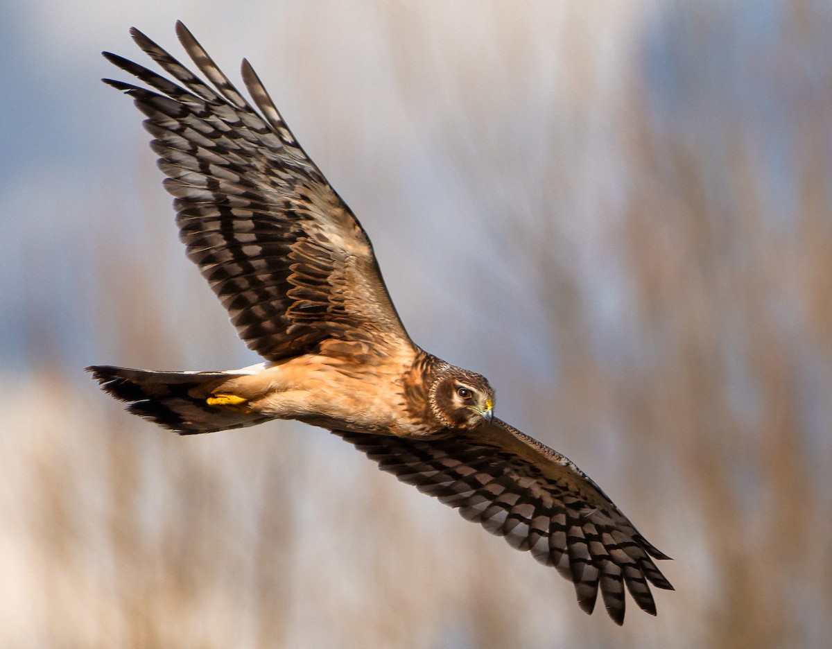 Northern Harrier - Ken Pitts