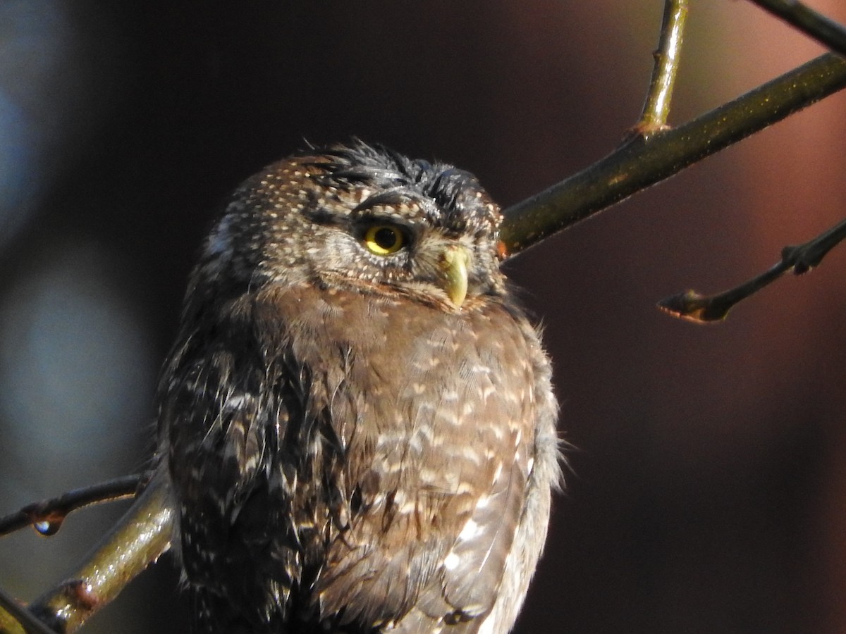 Northern Pygmy-Owl - ML315587241