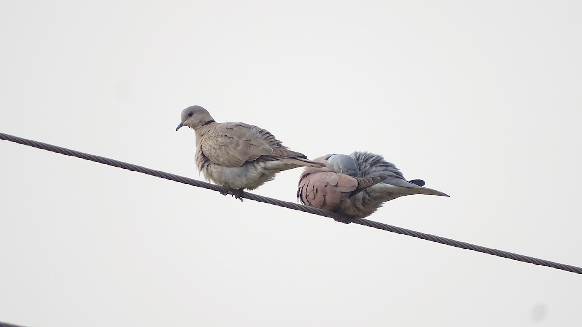 Eurasian Collared-Dove - Dhiren Shah