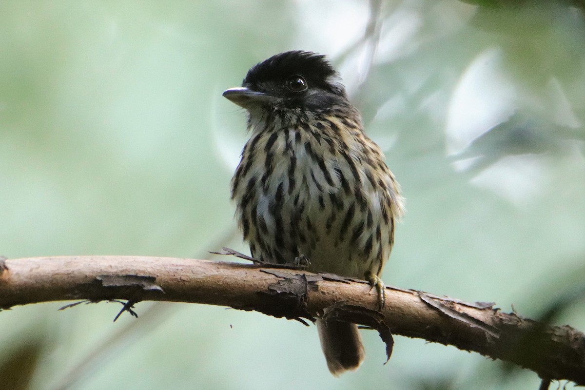 African Broadbill - ML315589751