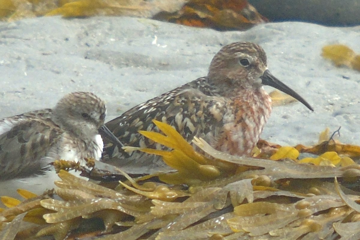 Curlew Sandpiper - Larry Neily