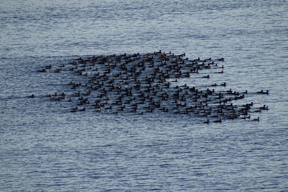scoter sp. - Nova Scotia Bird Records