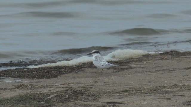 Australian Fairy Tern - ML315598521
