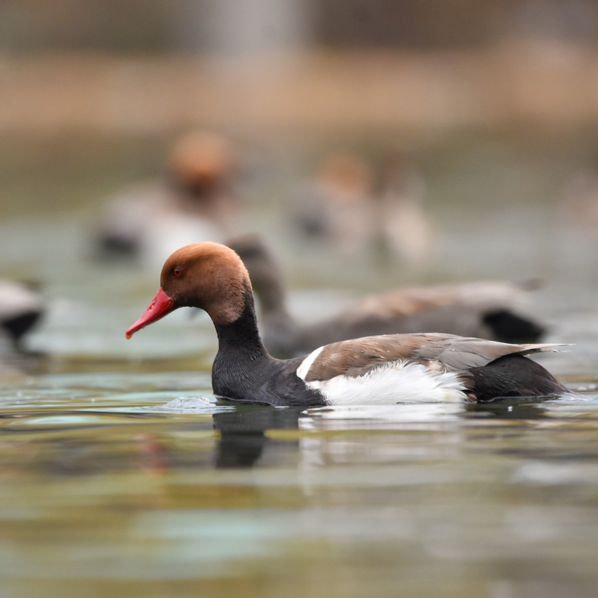 Red-crested Pochard - ML315599851