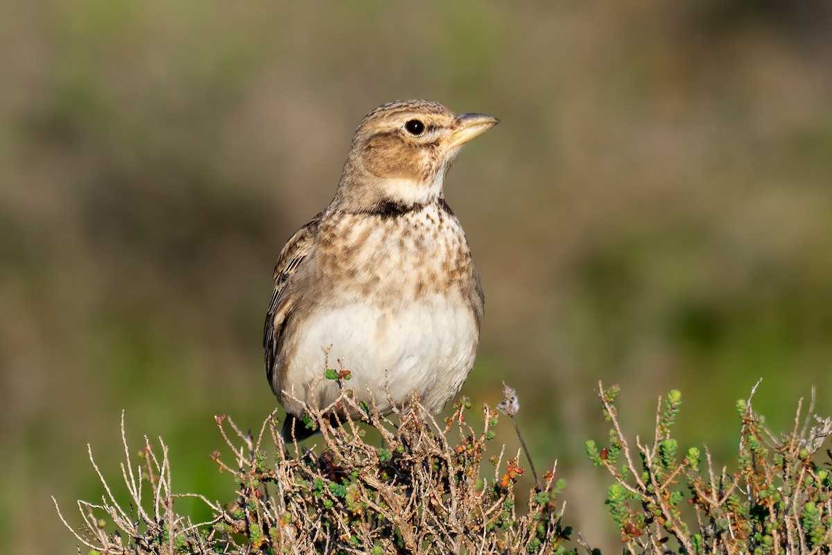 Calandra Lark - ML315599991