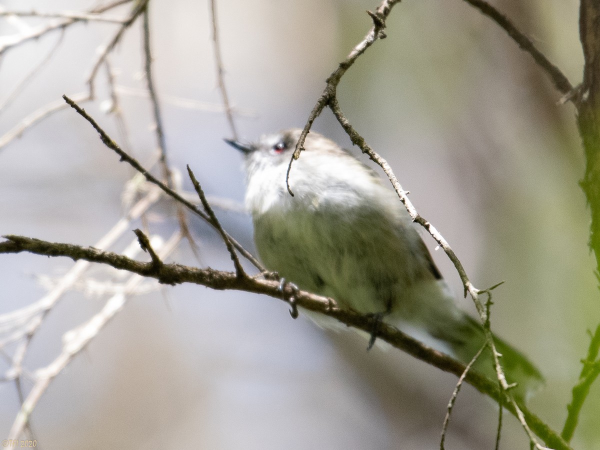 Gray Gerygone - ML315601991