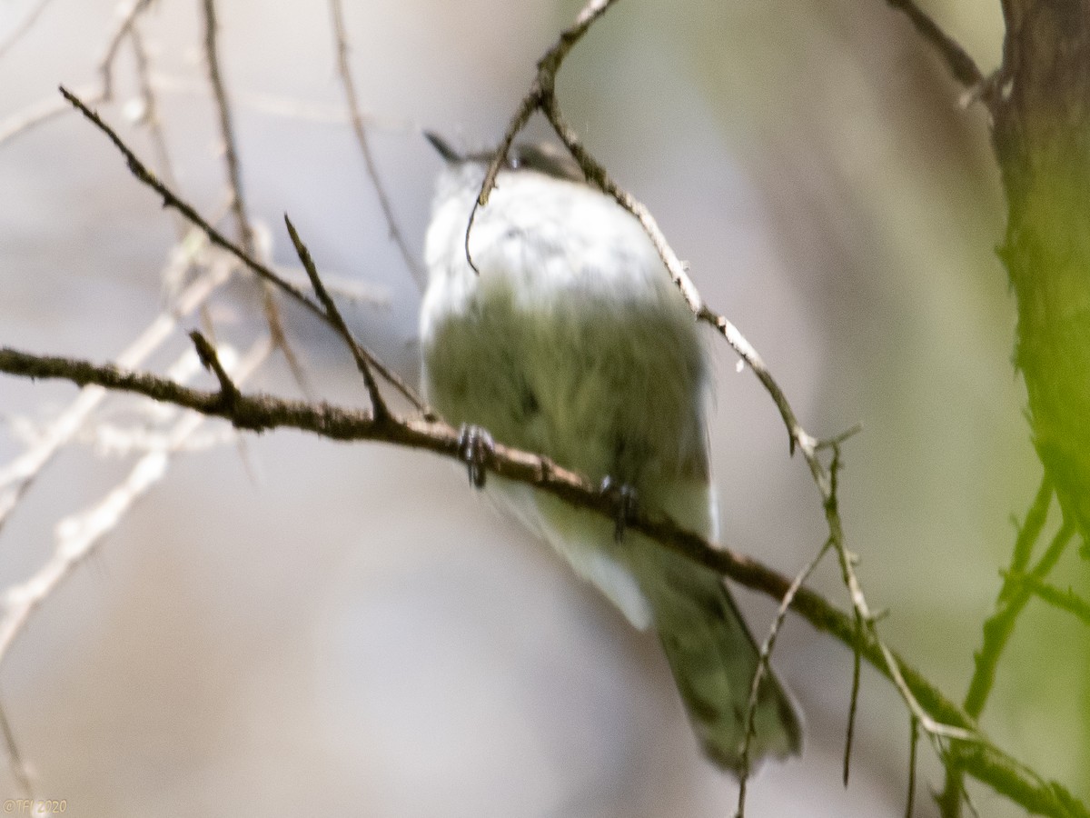 Gray Gerygone - ML315602001