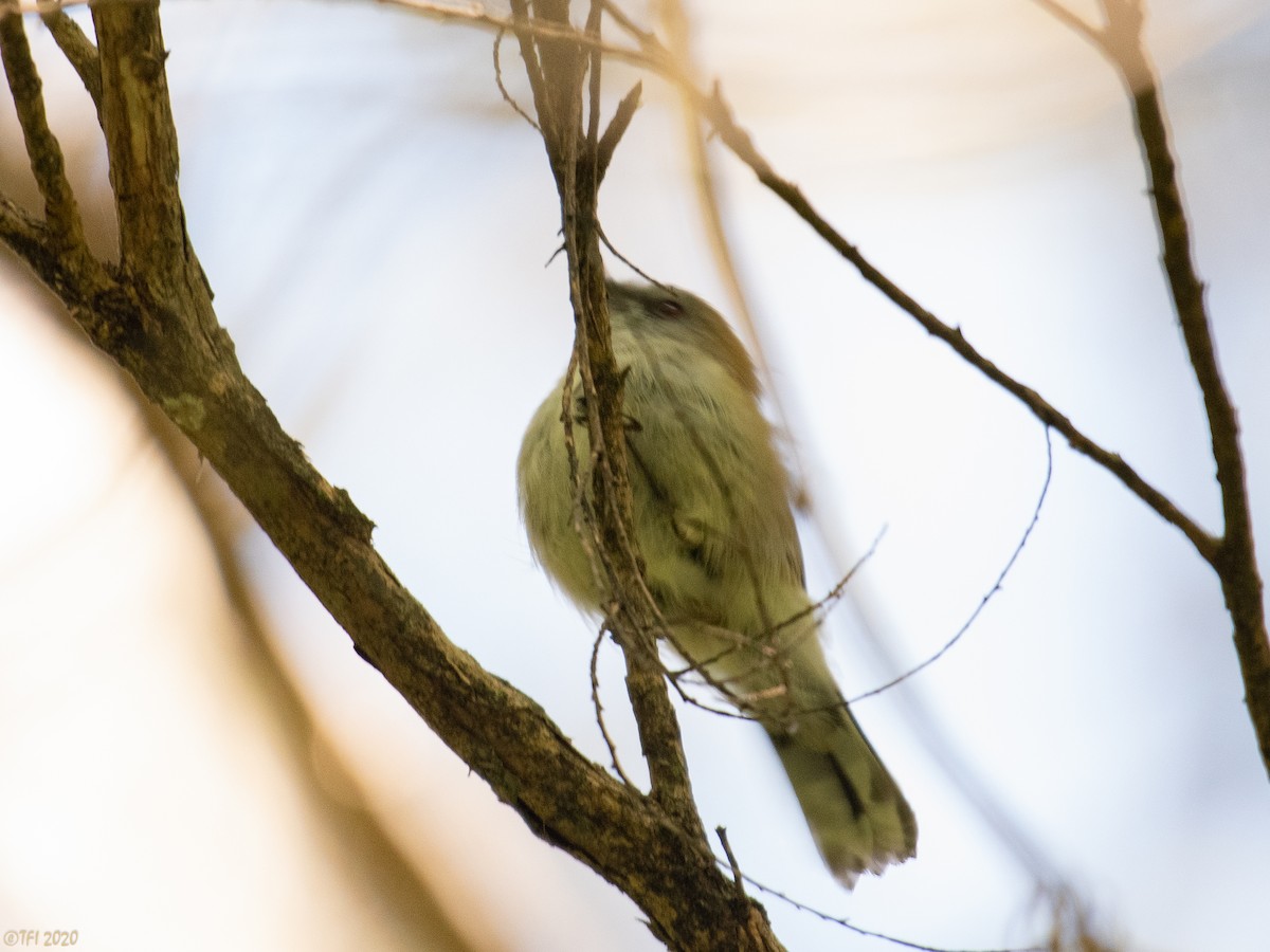 Gray Gerygone - ML315602011