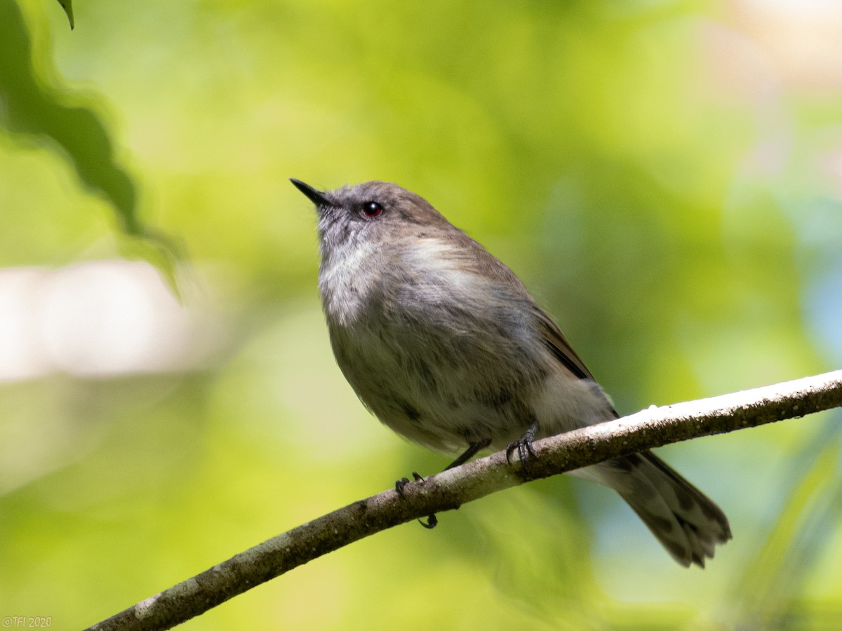 Gray Gerygone - ML315602021