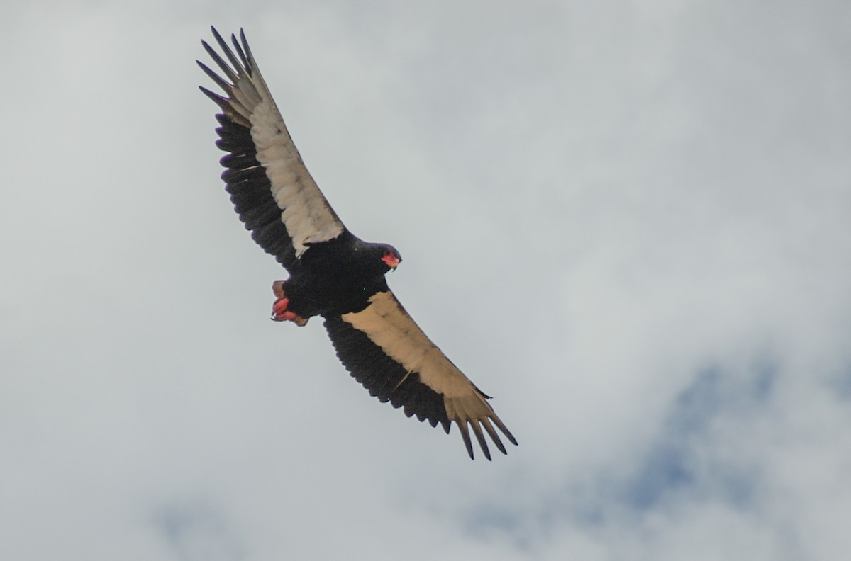 Bateleur - ML315602181