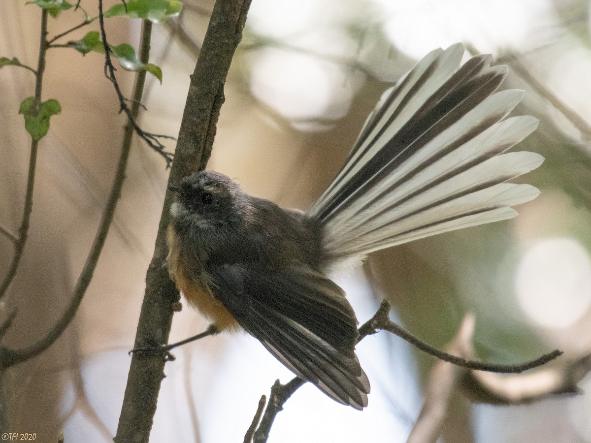 New Zealand Fantail - ML315602701