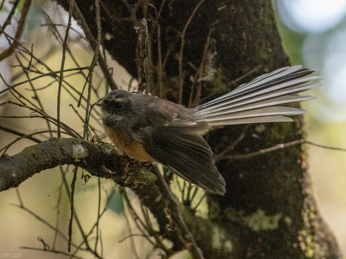 New Zealand Fantail - ML315602761