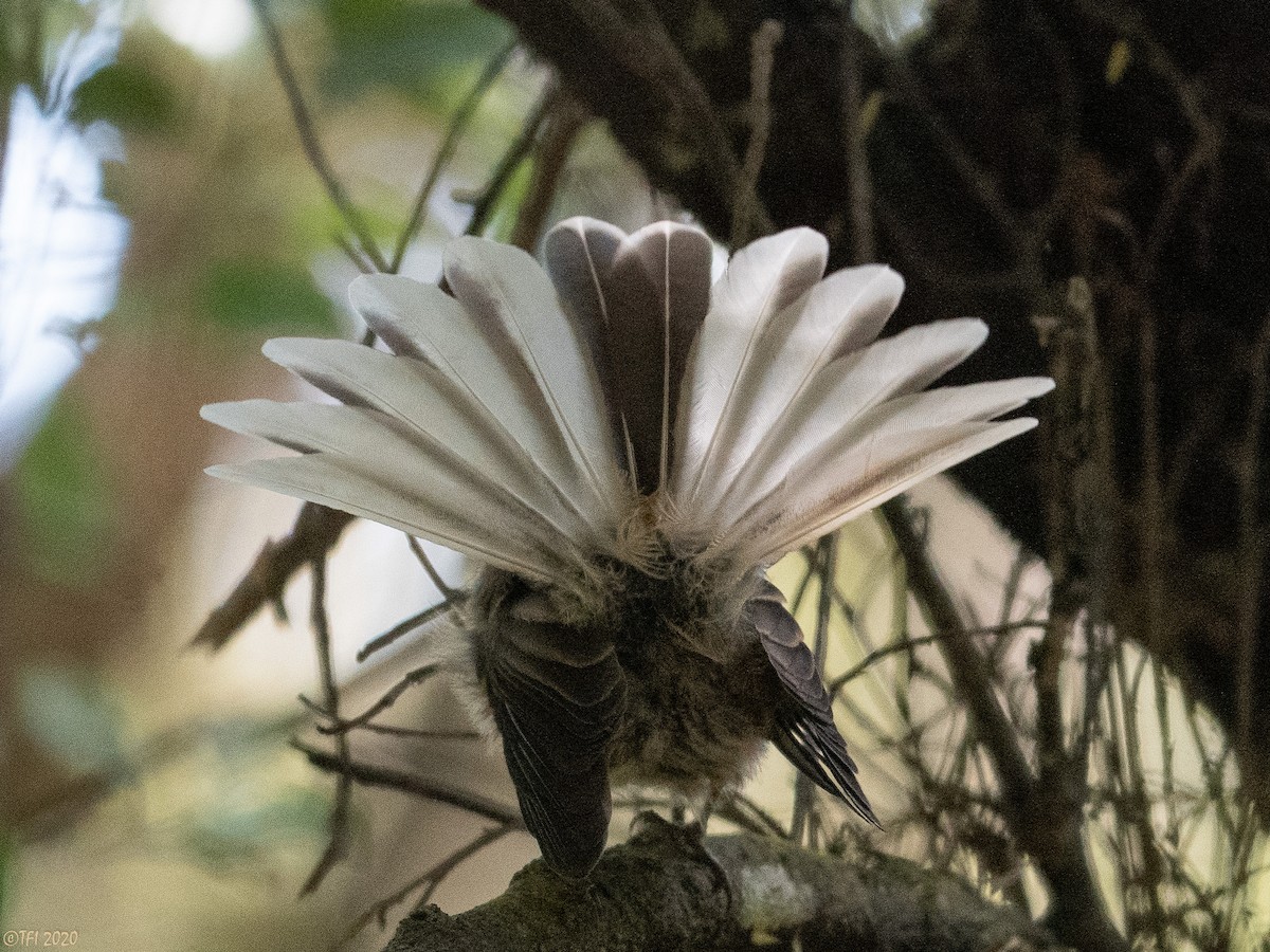 New Zealand Fantail - ML315602781