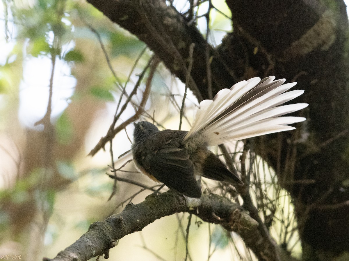 New Zealand Fantail - ML315602791