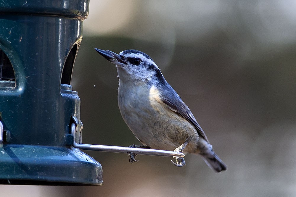 Red-breasted Nuthatch - ML315604171