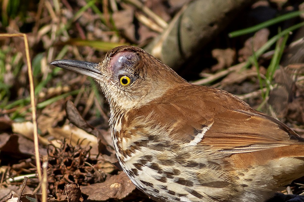 Brown Thrasher - Martin Wall