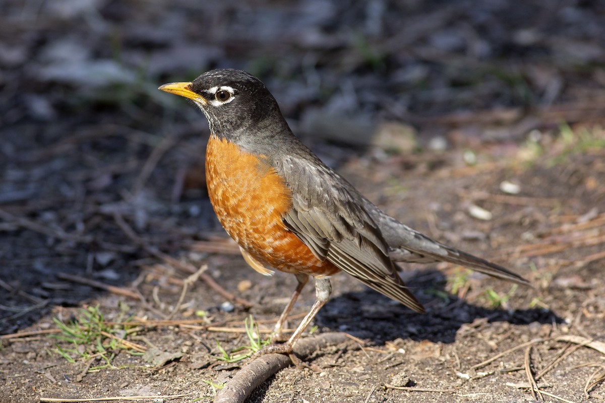 American Robin - ML315604261