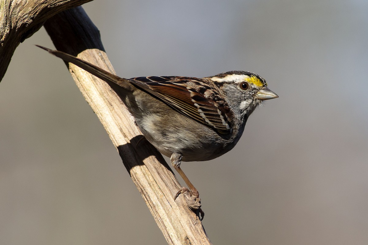 White-throated Sparrow - ML315604301