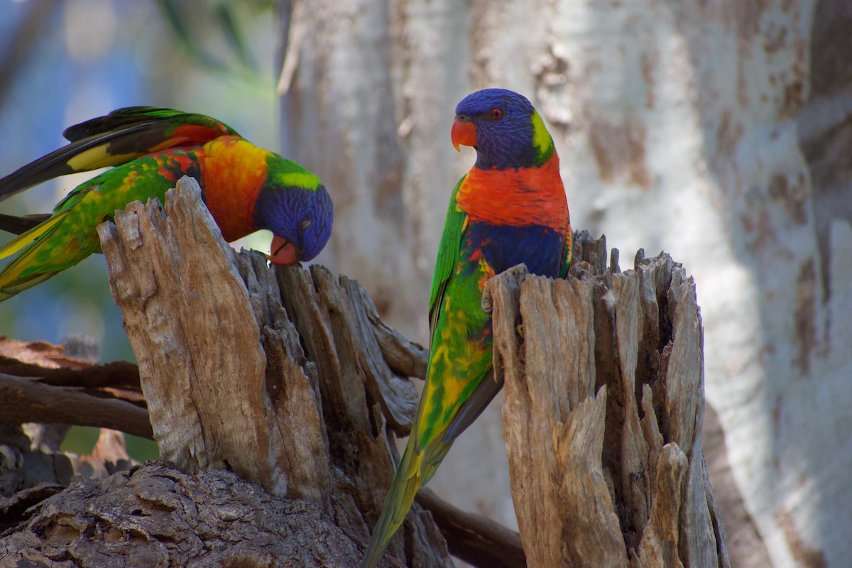 Rainbow Lorikeet - ML315604591