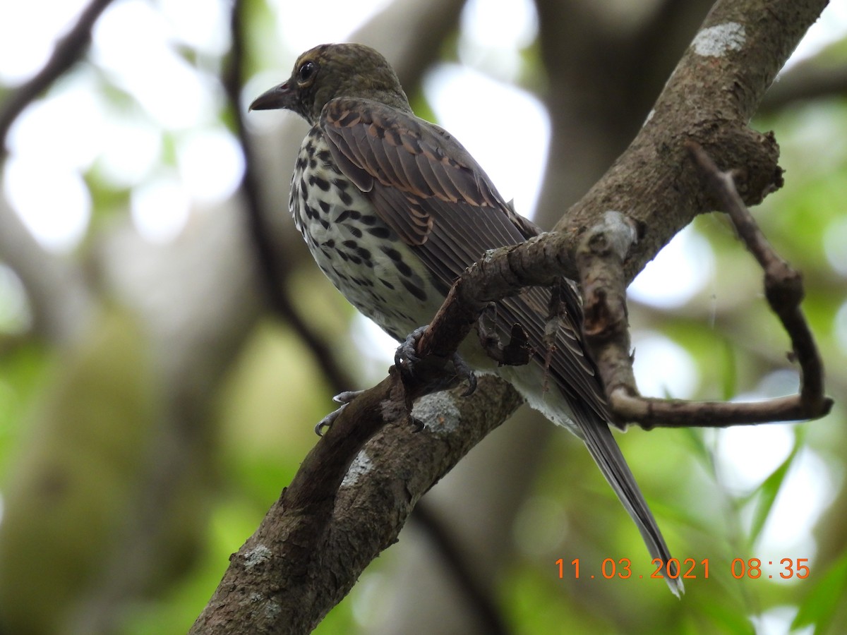 Olive-backed Oriole - ML315605091