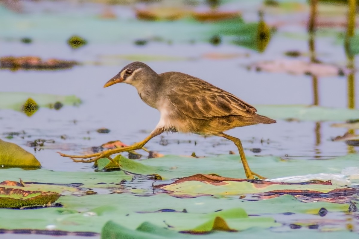 White-browed Crake - ML315605521