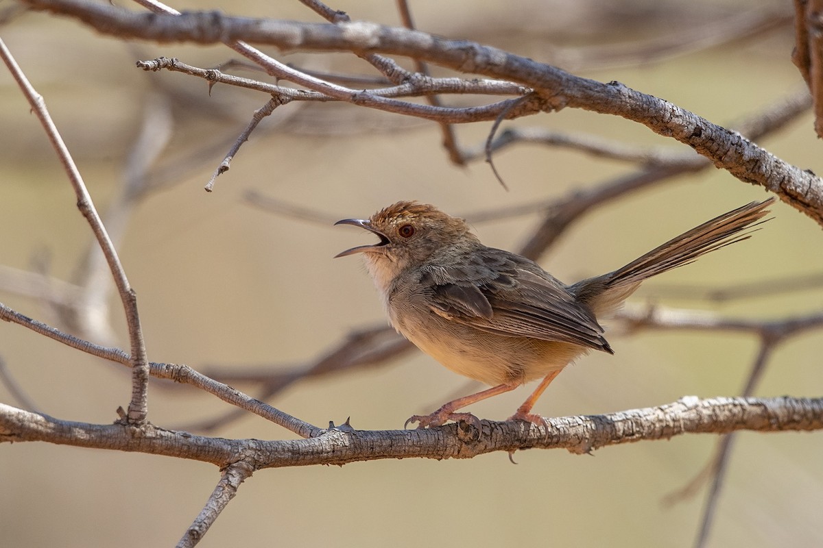 Rock-loving Cisticola (Lazy) - Niall D Perrins