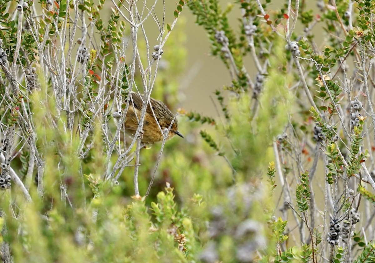 Southern Emuwren - ML315605981