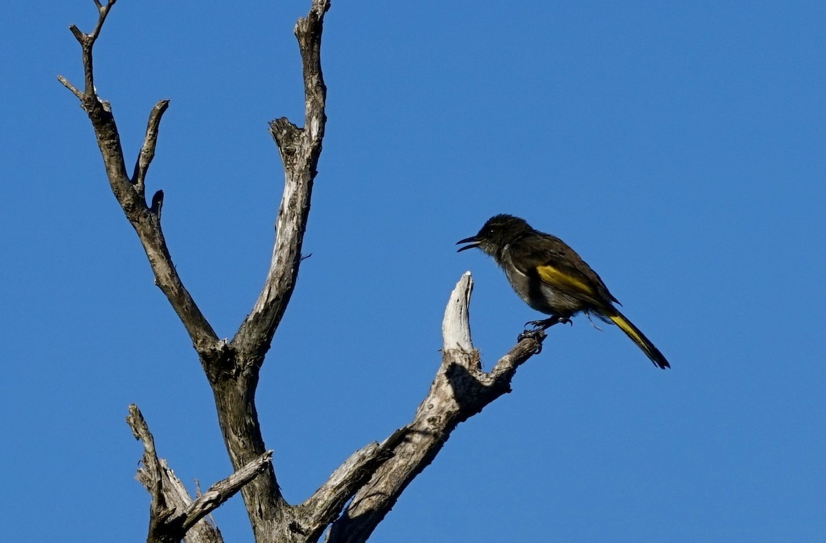 Crescent Honeyeater - ML315606601