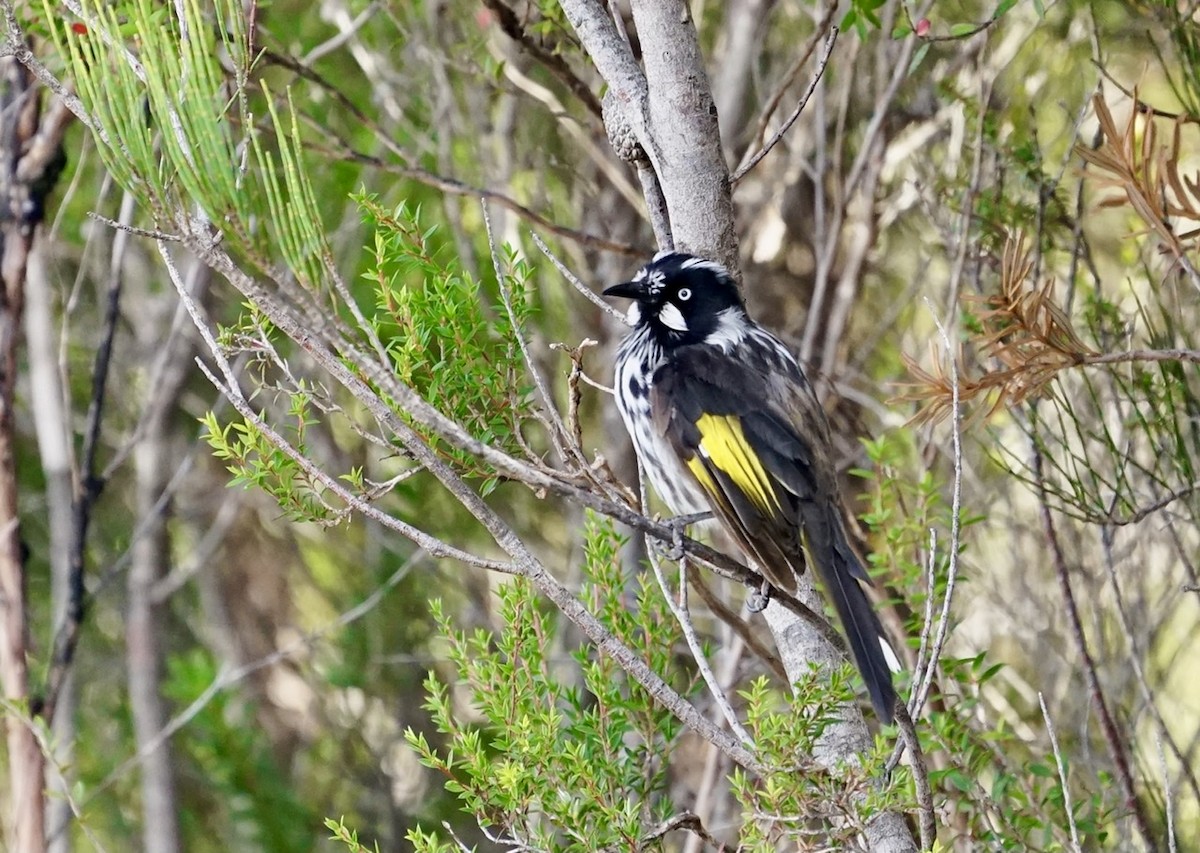 New Holland Honeyeater - ML315606611