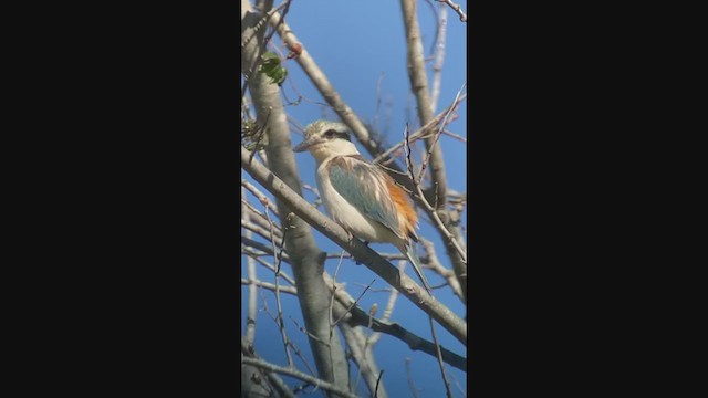 Red-backed Kingfisher - ML315608911