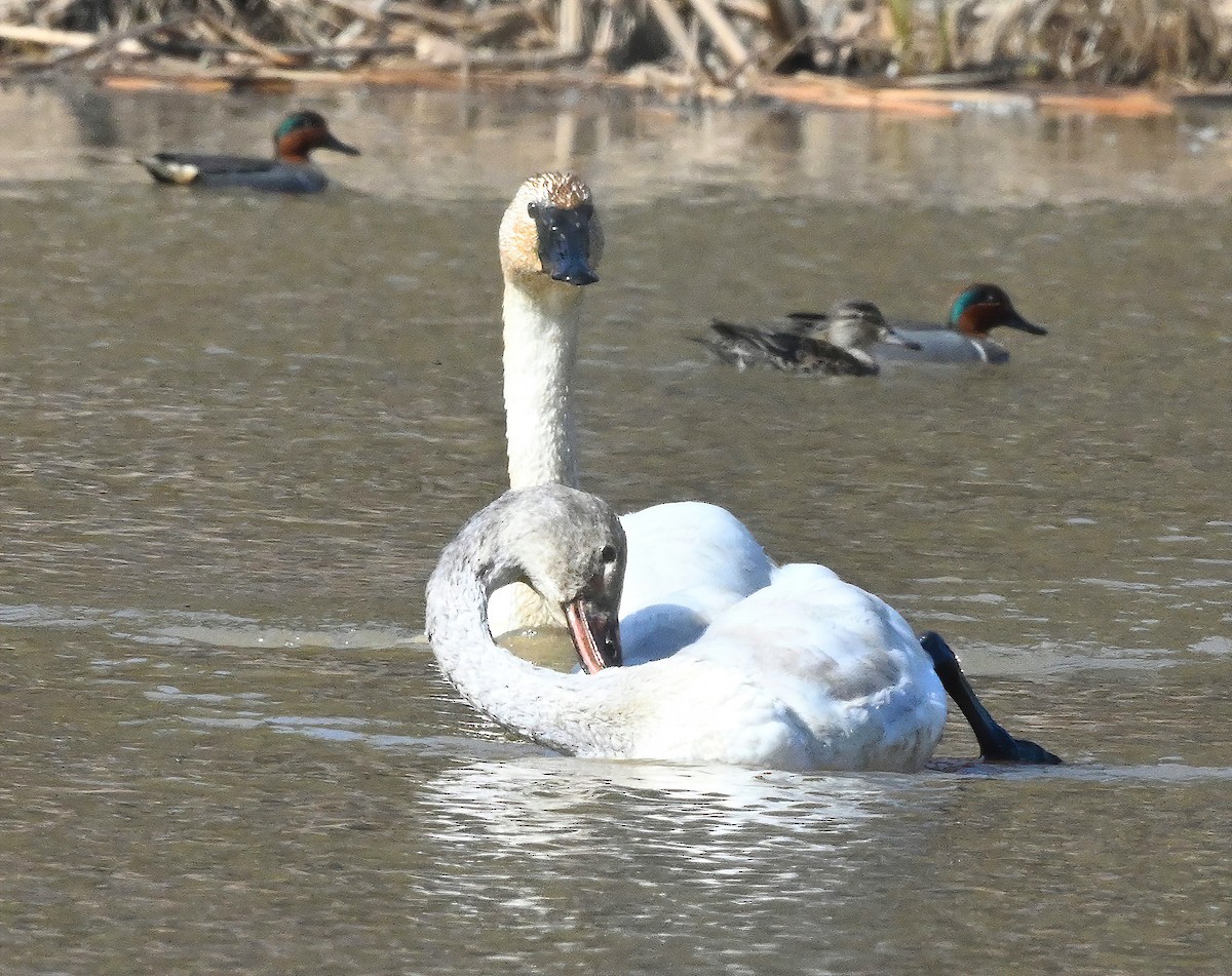 Tundra Swan - ML315609171