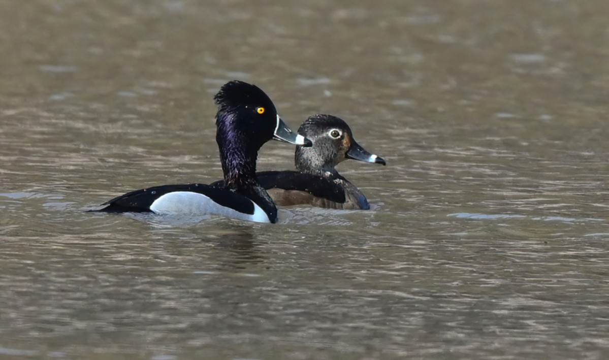 Ring-necked Duck - ML315609231