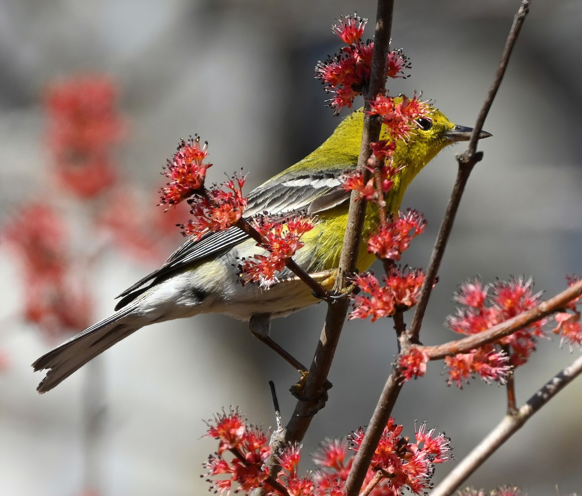 Pine Warbler - ML315609371