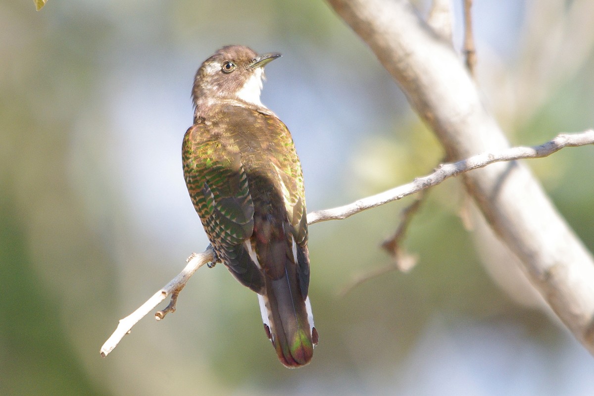 Klaas's Cuckoo - ML315609731